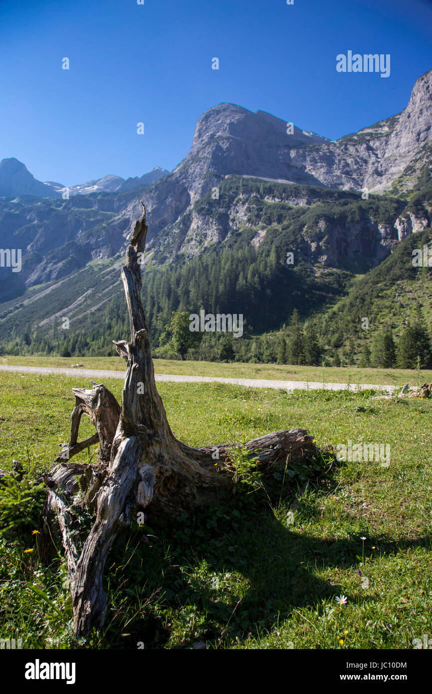 Wurzel vor Karwendelgebirge Stock Photo