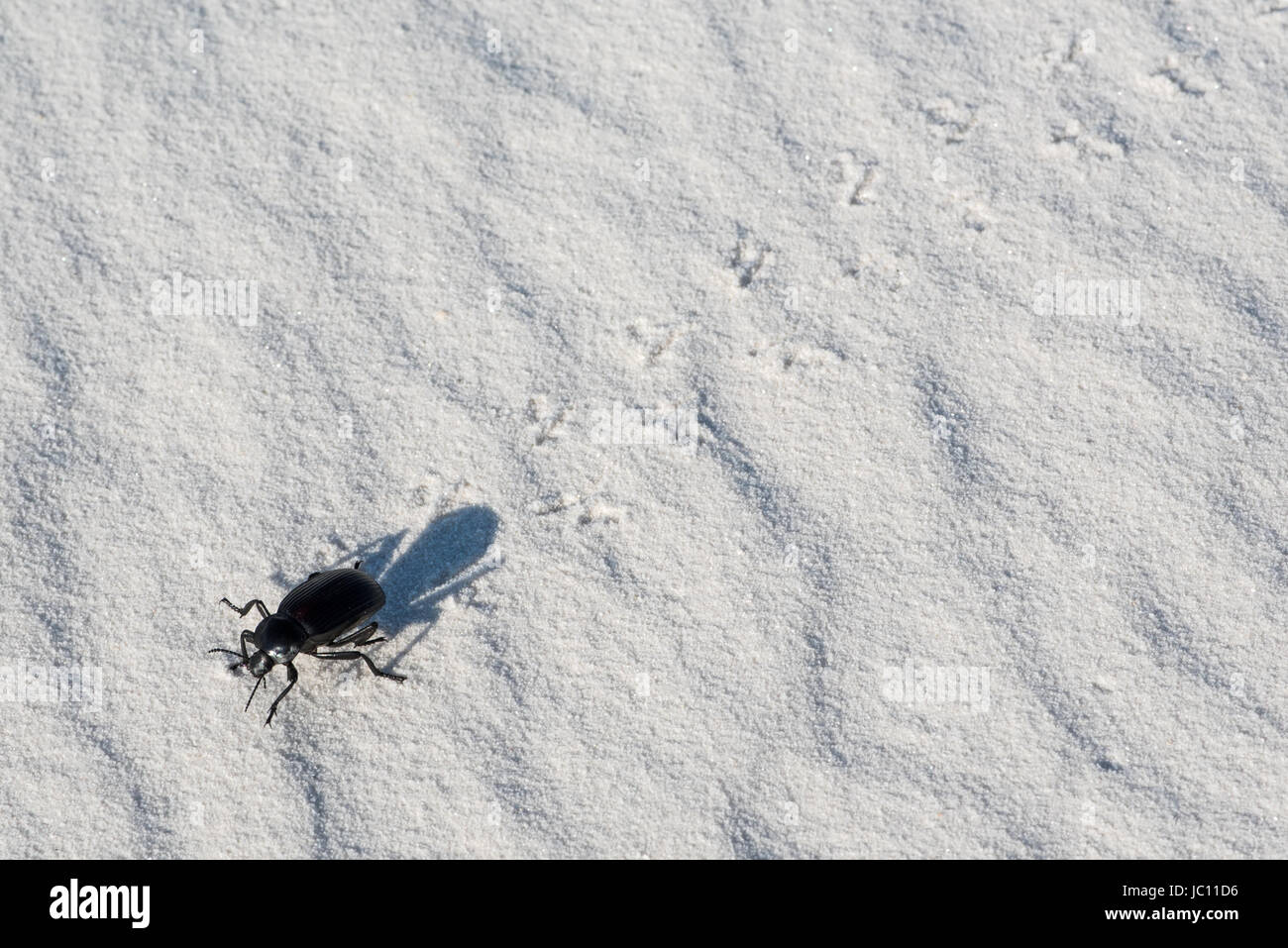 Darkling Beetle, (Elodea sp.), walking on gypsum sand. White Sands
