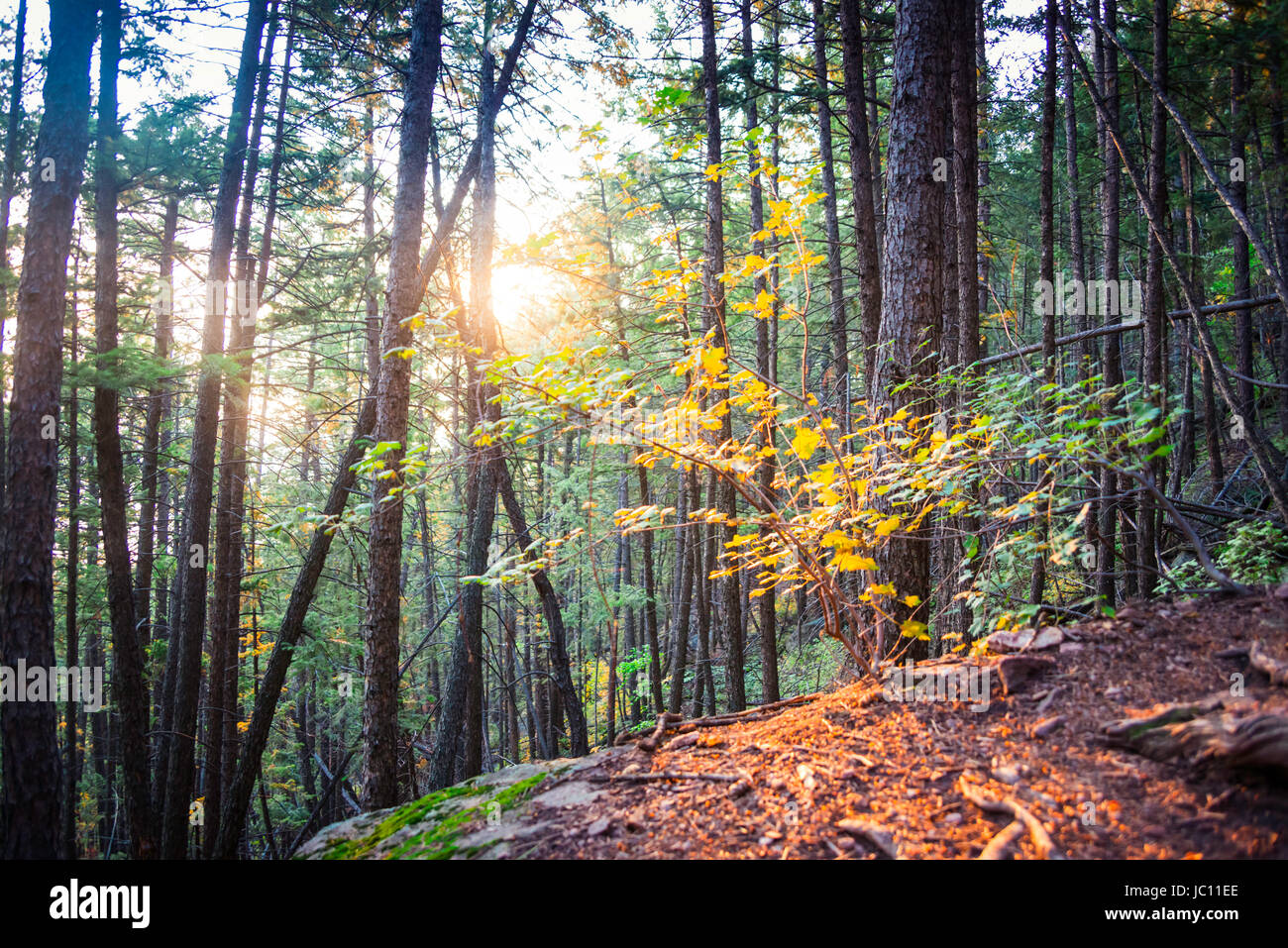 shutterstock,pond5,istock Stock Photo Alamy