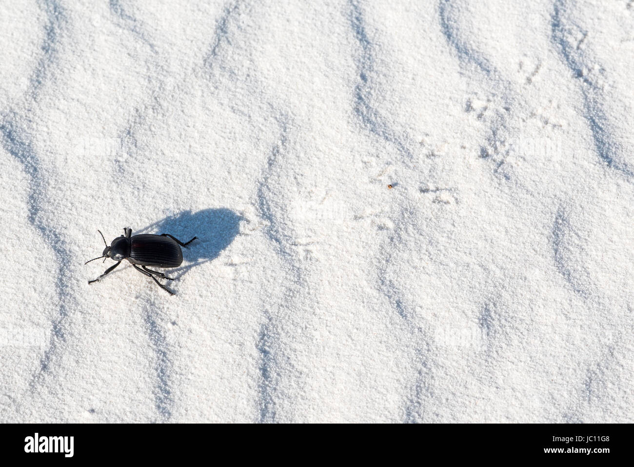 Darkling Beetle, (Elodea sp.), walking on gypsum sand. White Sands