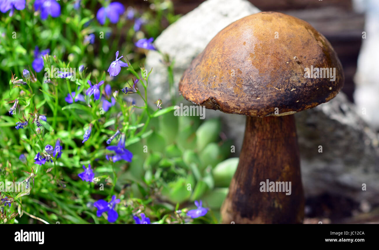 mushroom in the garden Stock Photo