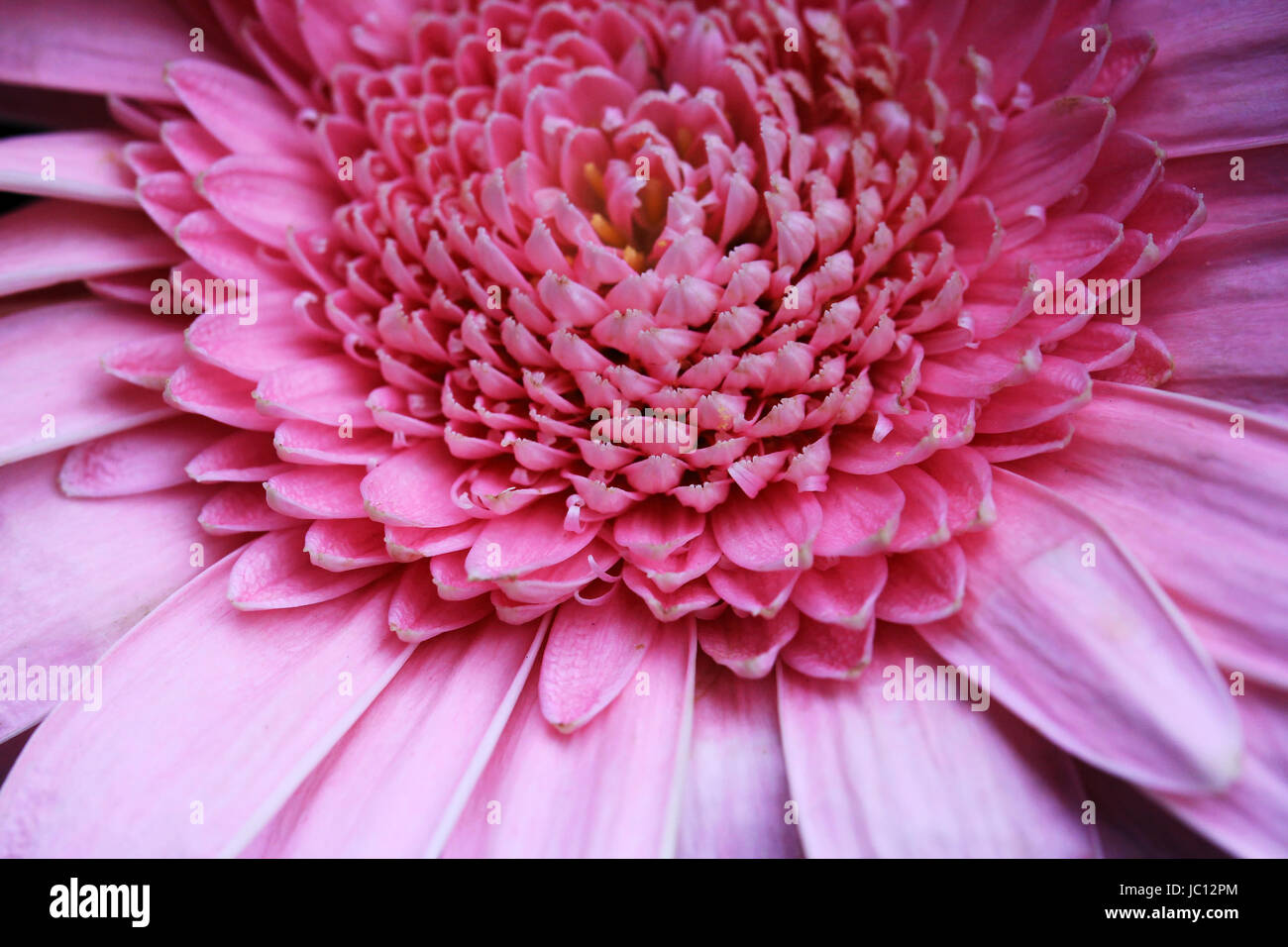 Asteraceae petal structure hires stock photography and images Alamy