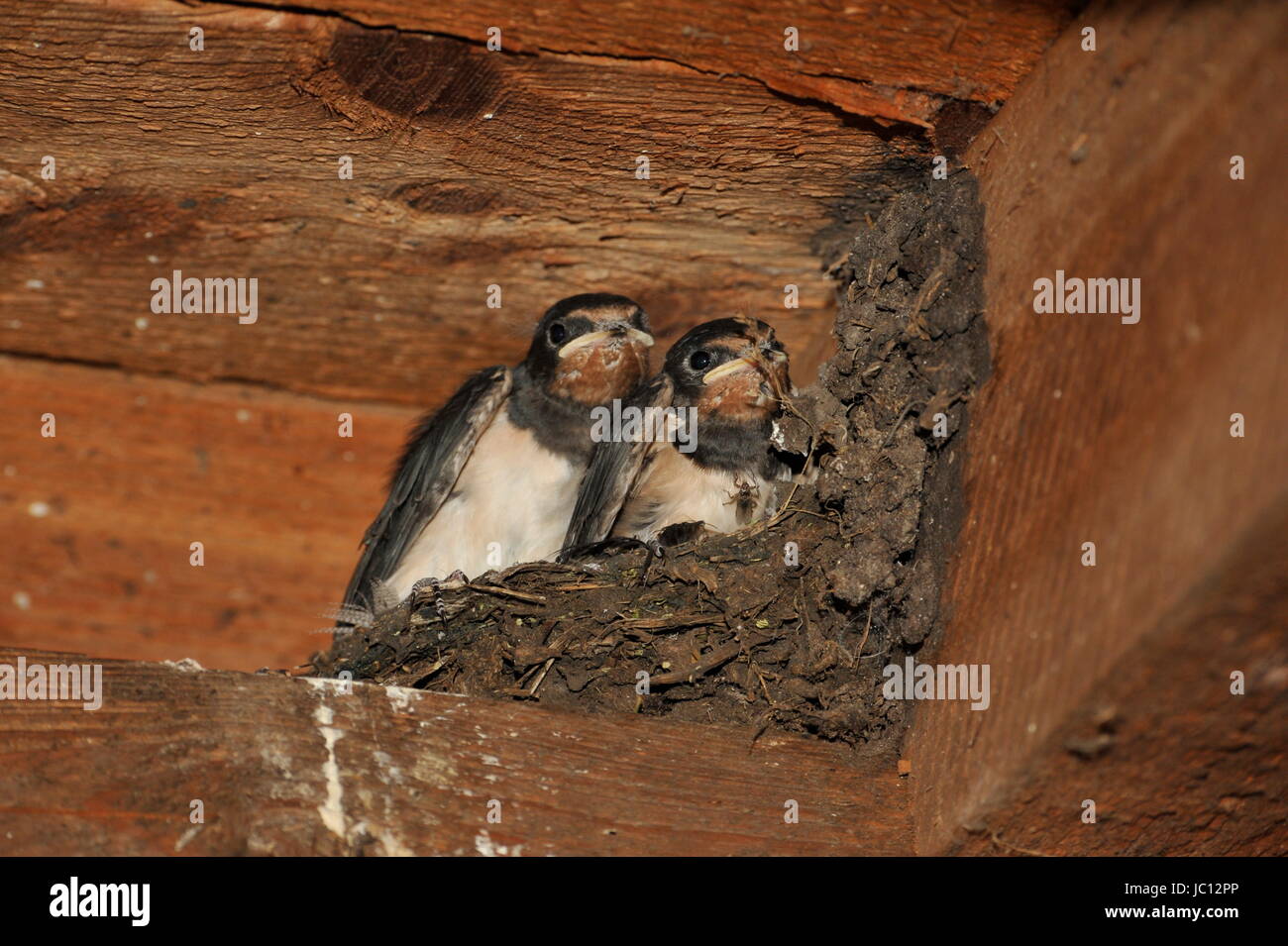 Swallow nest with chicks at Steinhuder Meer,Germany. Stock Photo