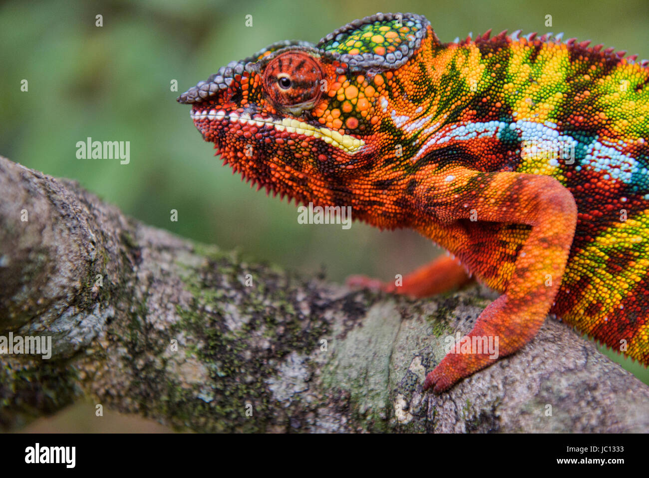 Colourful Panther chameleon (Furcifer pardalis), Andasibe-Mantadia National Park, Madagascar Stock Photo