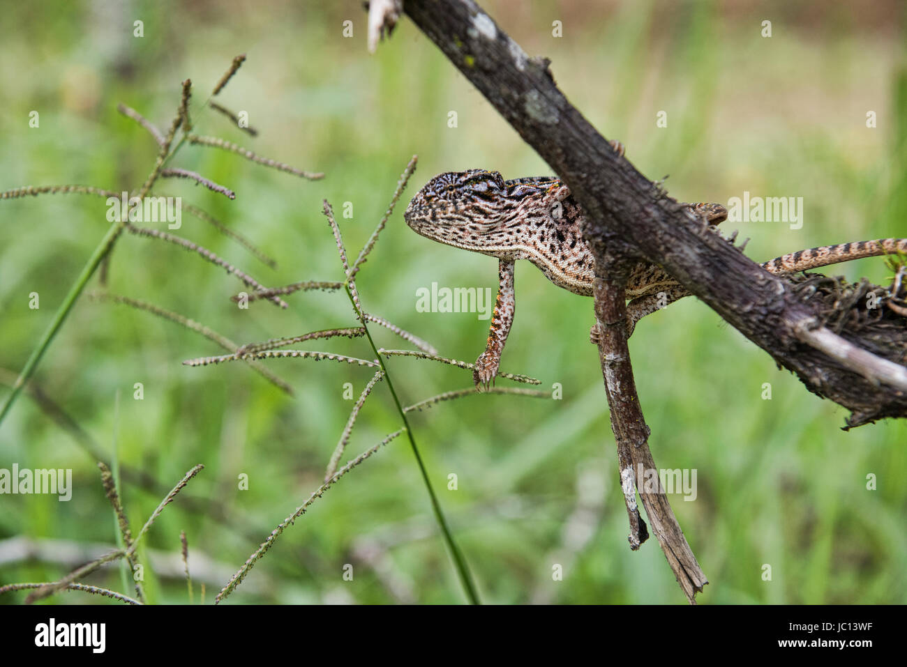 White-lined or carpet chameleon (Furcifer lateralis), Andasibe-Mantadia National Park, Madagascar Stock Photo