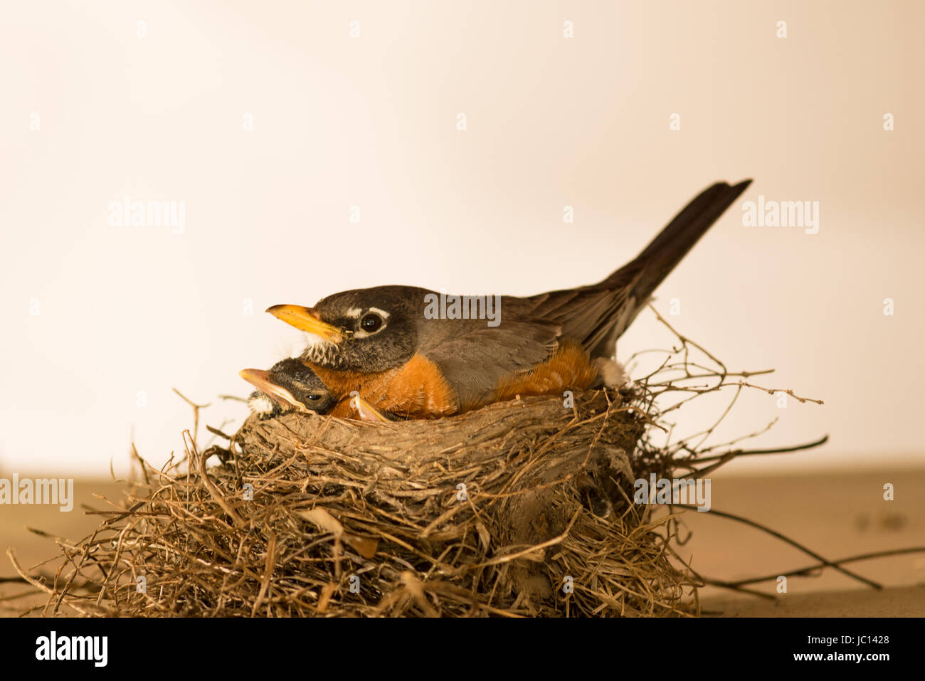 Red-breasted Robin mother bird and babies.  Parent eats food partially, regurgitates to feed babies.  The nest consists of long coarse grass, twigs and other debris Stock Photo