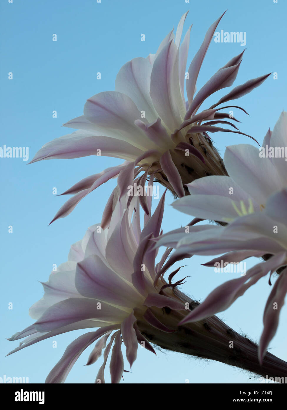 flowers of violet easter lily cactus closeup Stock Photo - Alamy