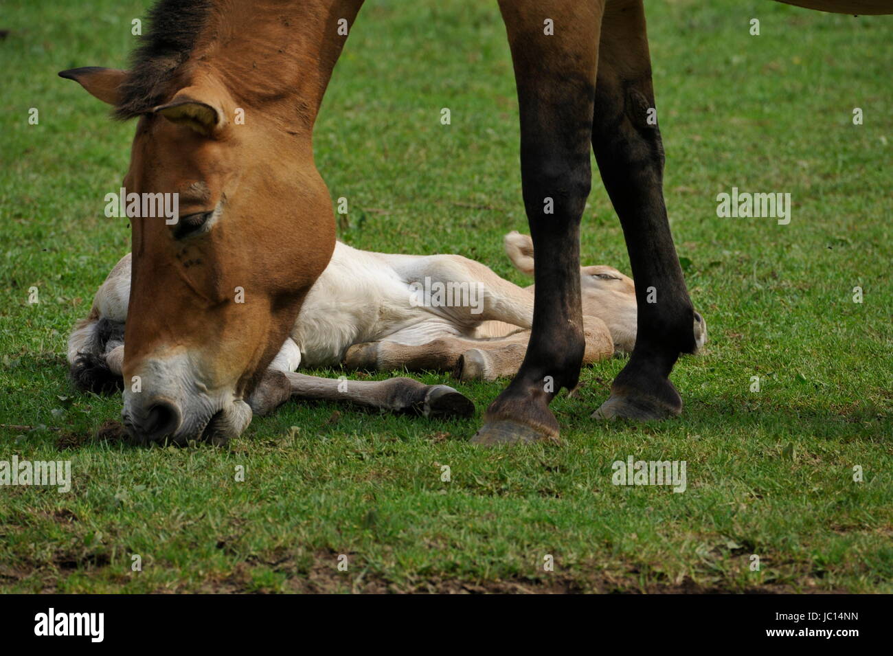 The Przewalski's horse with Foals Stock Photo