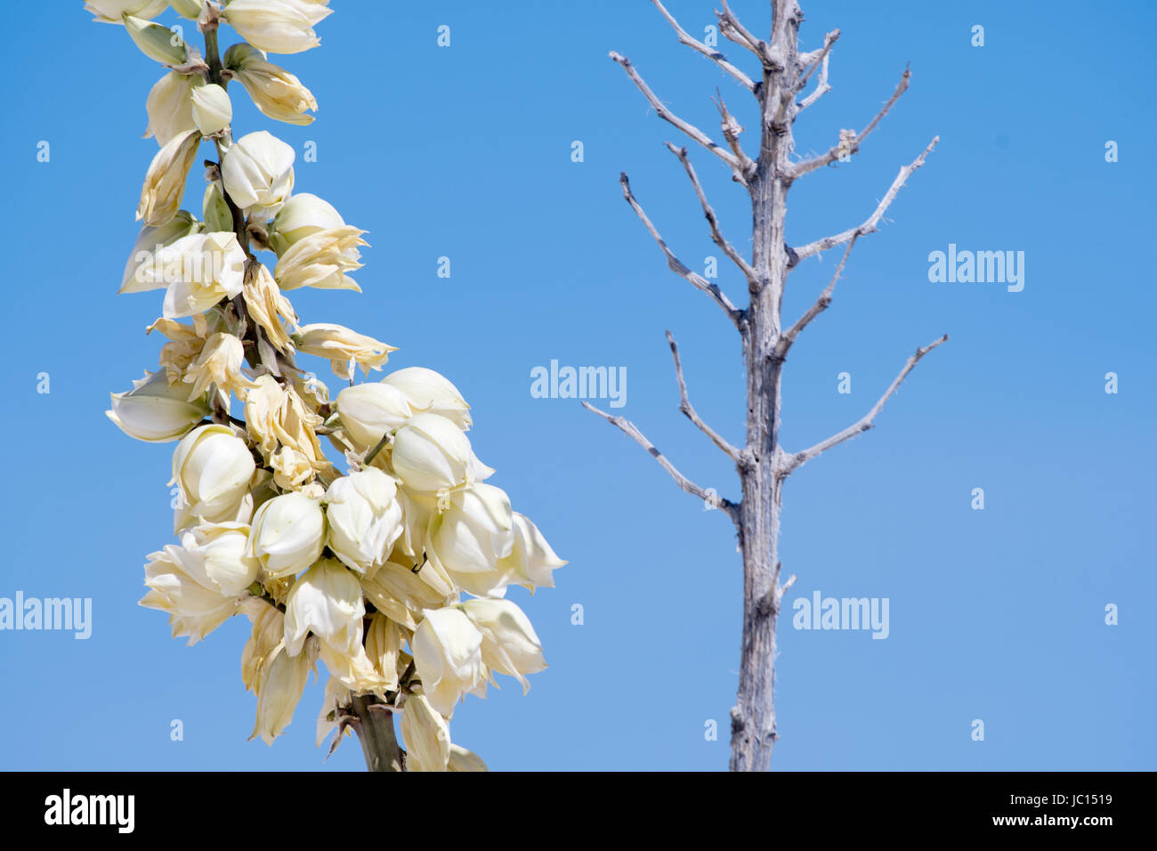 Yucca stalk hi-res stock photography and images - Alamy