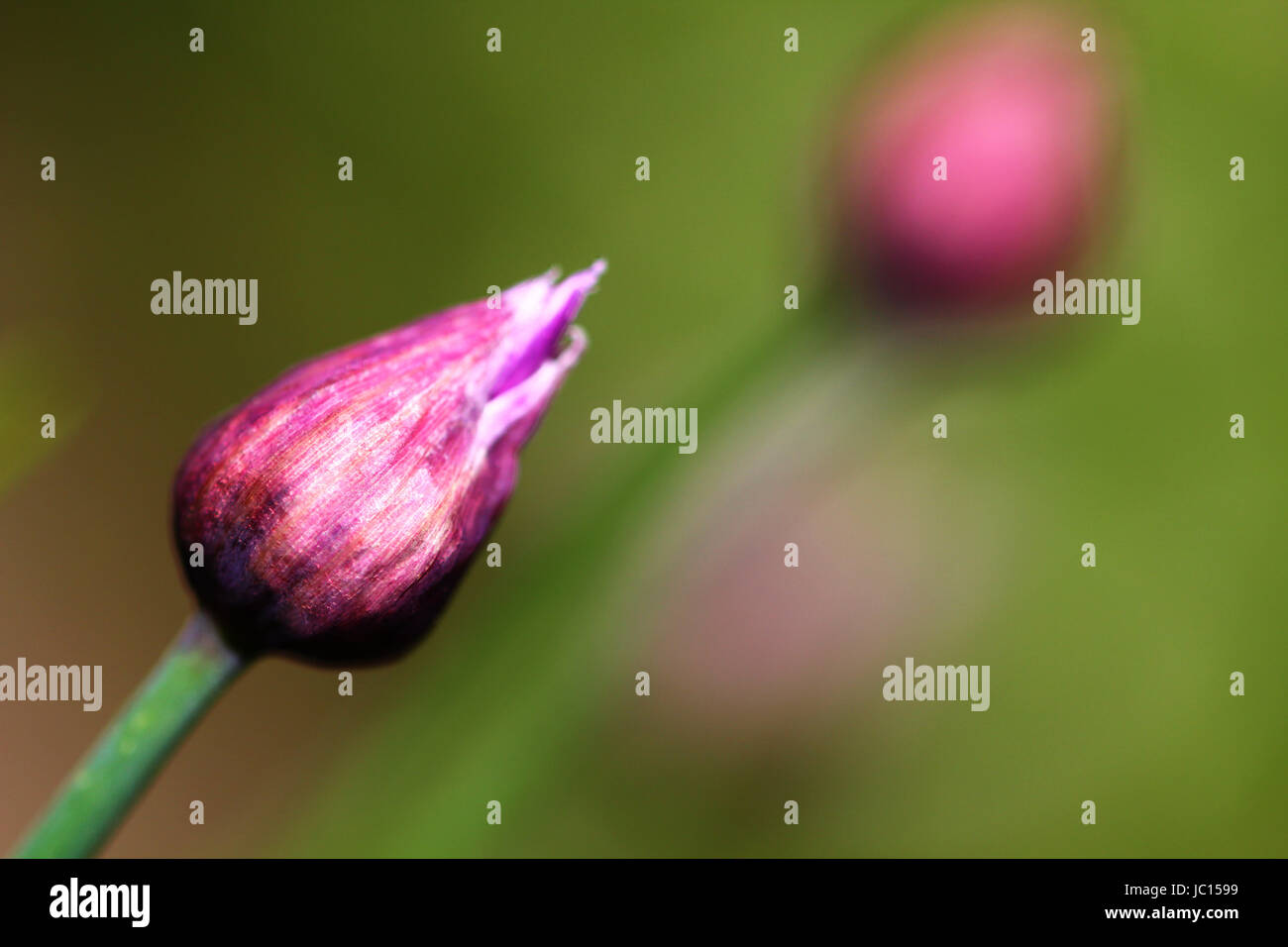 Das Bild zeigt zwei geschlossene Schnittlauch-Blüten. Eine klar im Fordergrund und eine sehr verschwommen im Hintergrund. Die Hintergrundfarbe ist grün, die Blüten sind in lilanen und rosanen Farbtönen. Stock Photo