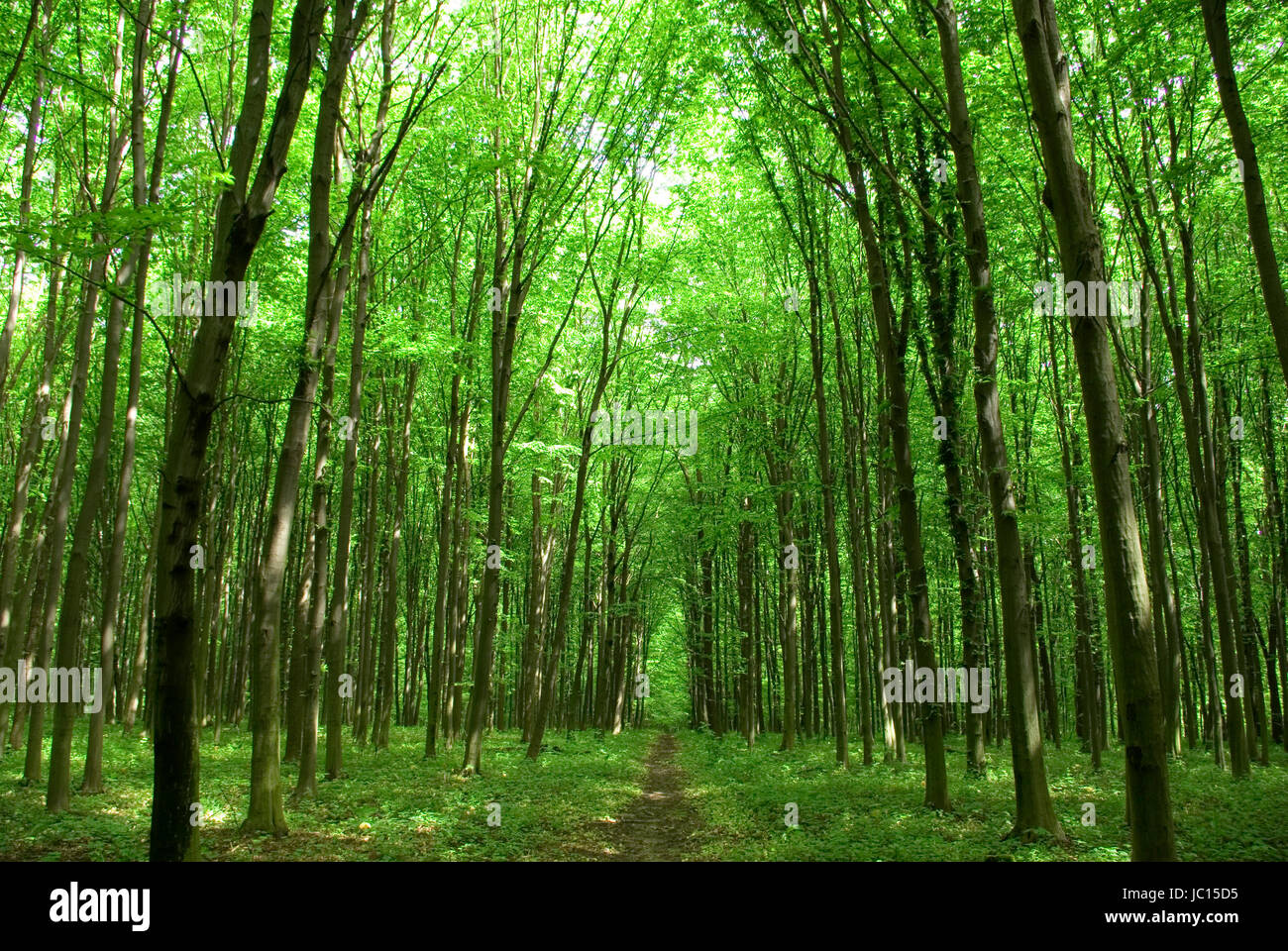 a path is in the green forest Stock Photo - Alamy