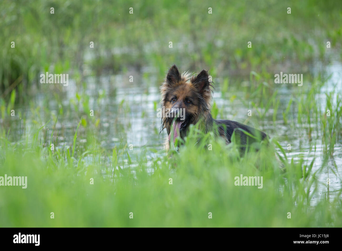 German shepherd dog in lake water Stock Photo