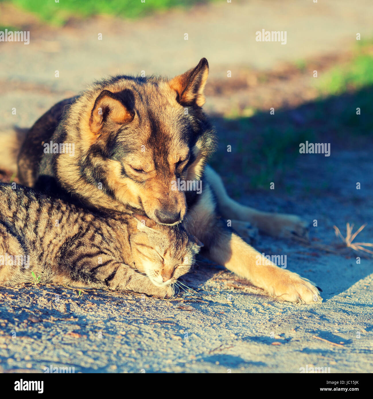 Dog and cat best friends playing together outdoor. Cat and dog lie together in the courtyard Stock Photo