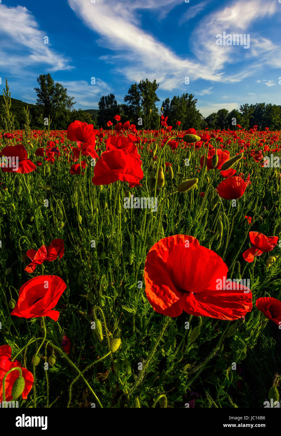 Poppy blossom in wide view hi-res stock photography and images - Alamy