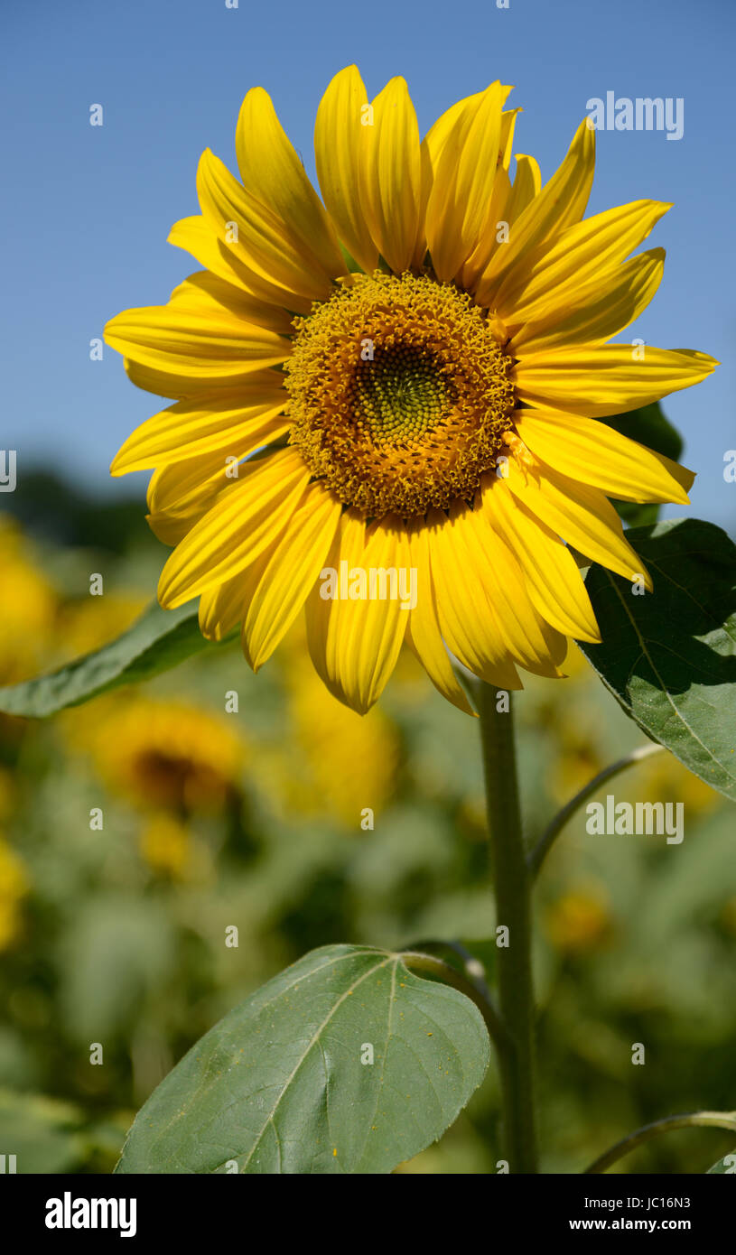 Sonnenblume, helianthus, blume, blumen, blüte, sommer, gelb, natur