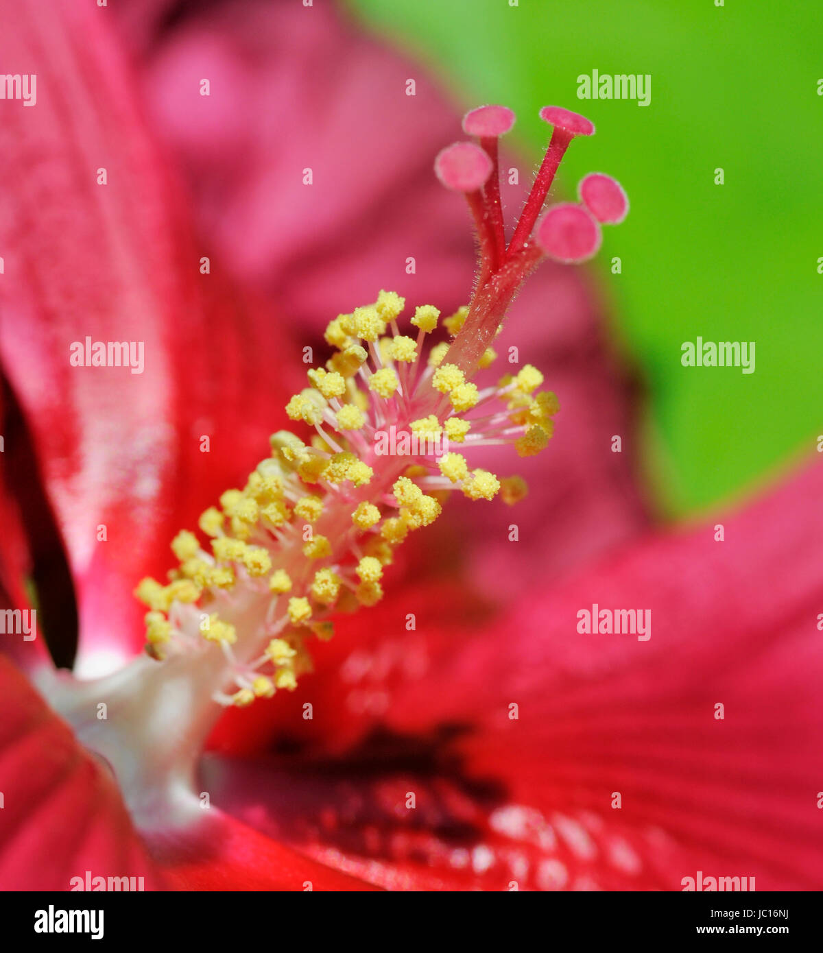 riesenhibiskus, riesenhibiscus, riesenhibiskus, riesenhibiscus