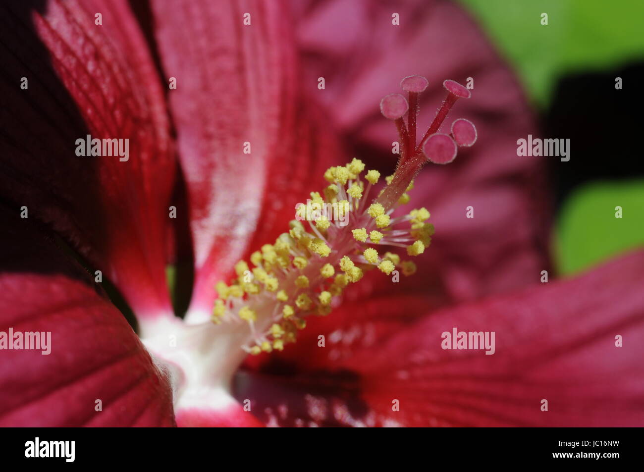 riesenhibiskus, riesenhibiscus, riesenhibiskus, riesenhibiscus
