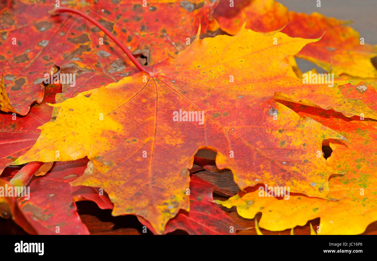 WBZOWRB Künstliche Ahornblätter Herbstlaub Blätter Künstliche