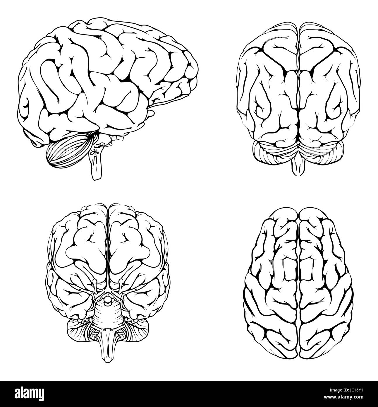 A diagram of a brain from the top side front and back in outline Stock Photo