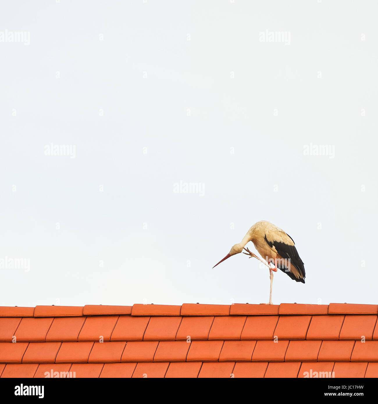 it itches the stork on the roof Stock Photo