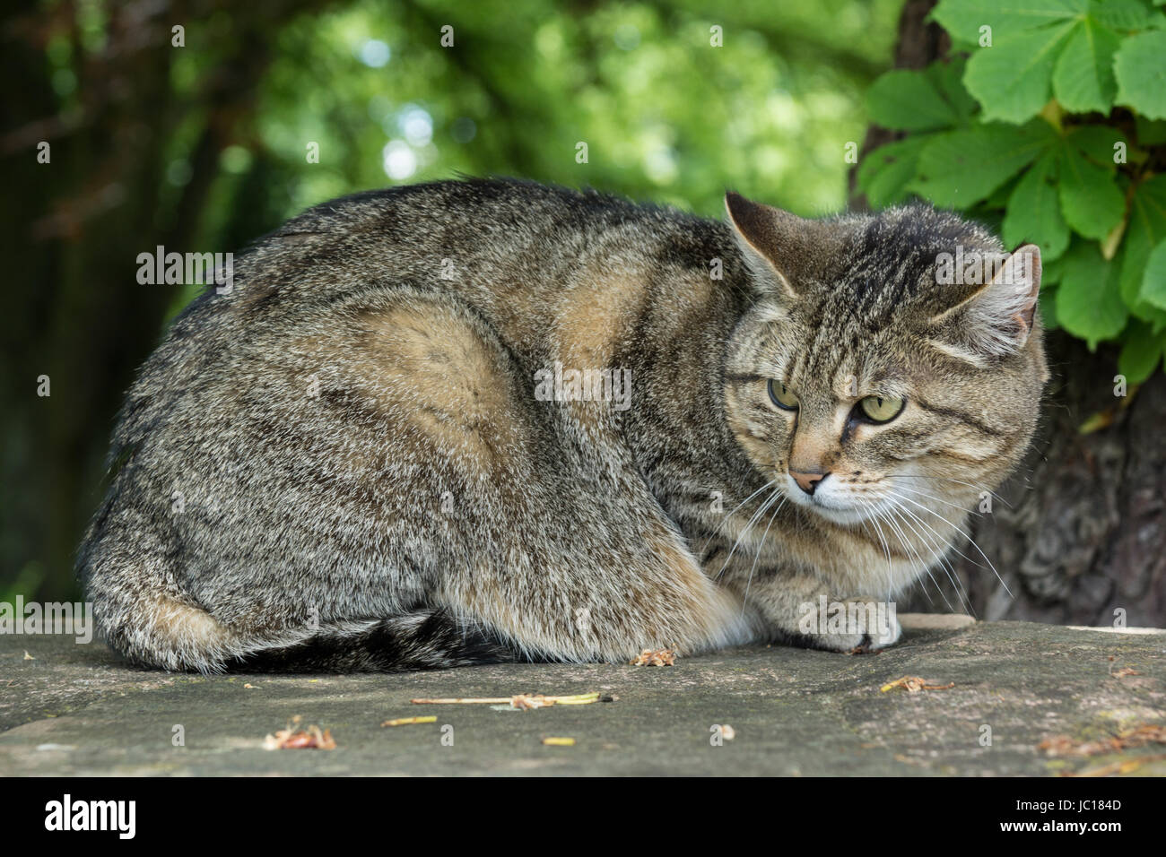 Cat Stock Photo