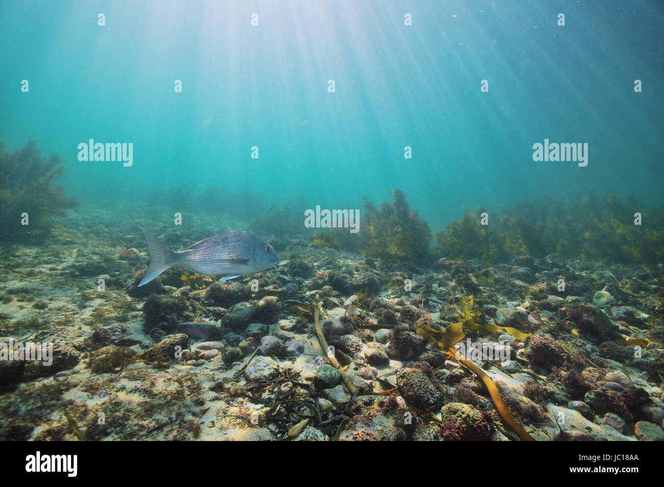 Australasian snapper Pagrus auratus swims above flat bottom covered with boulders and bushes of sea weeds. Stock Photo