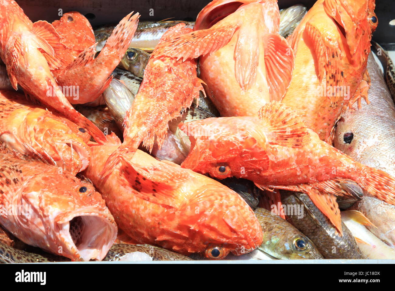 big red scorpionfish,scorpaena scrofa Stock Photo