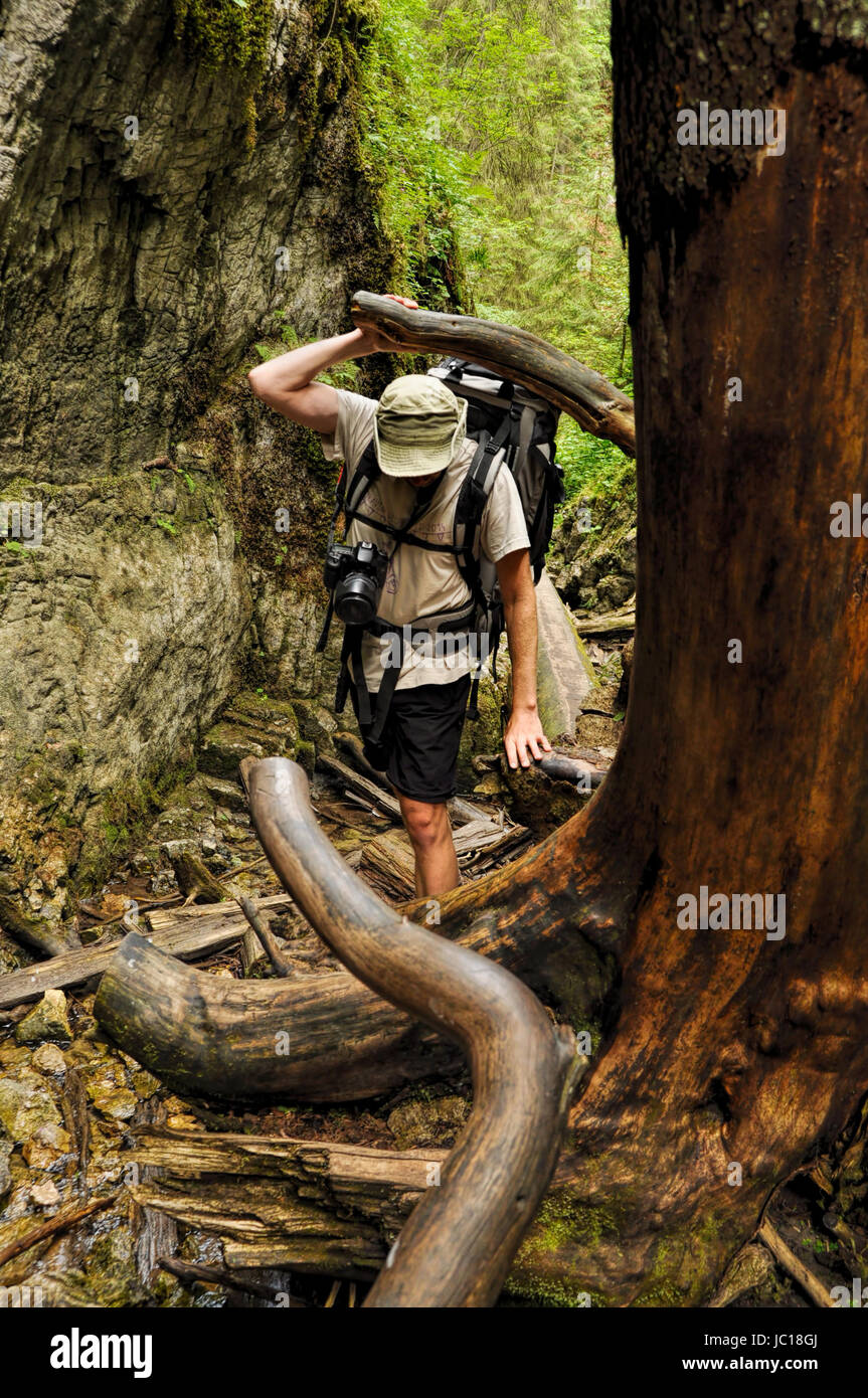 Backpacker moving through tree roots and fallen timber in Slovak Paradise National Park Stock Photo