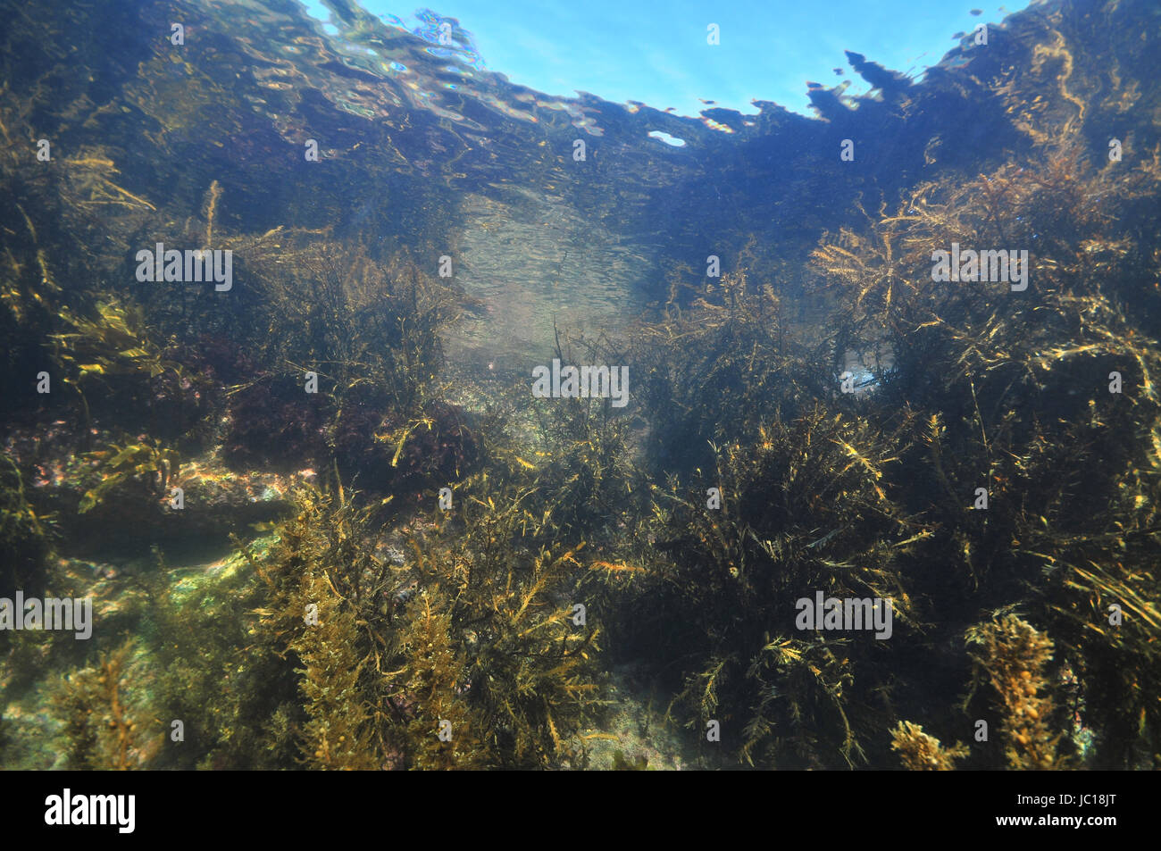 Jungle of various sea weeds grown on coastal rocks in tidal zone of temperate Pacific ocean. Stock Photo