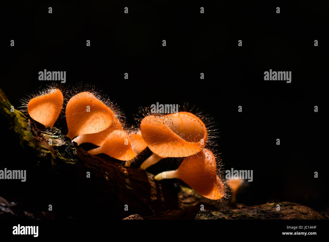 Hairy mushroom with water drops and black background in national park of Thailand Stock Photo