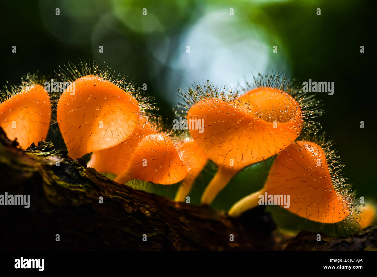 Hairy mushroom with water drops in national park of Thailand Stock Photo