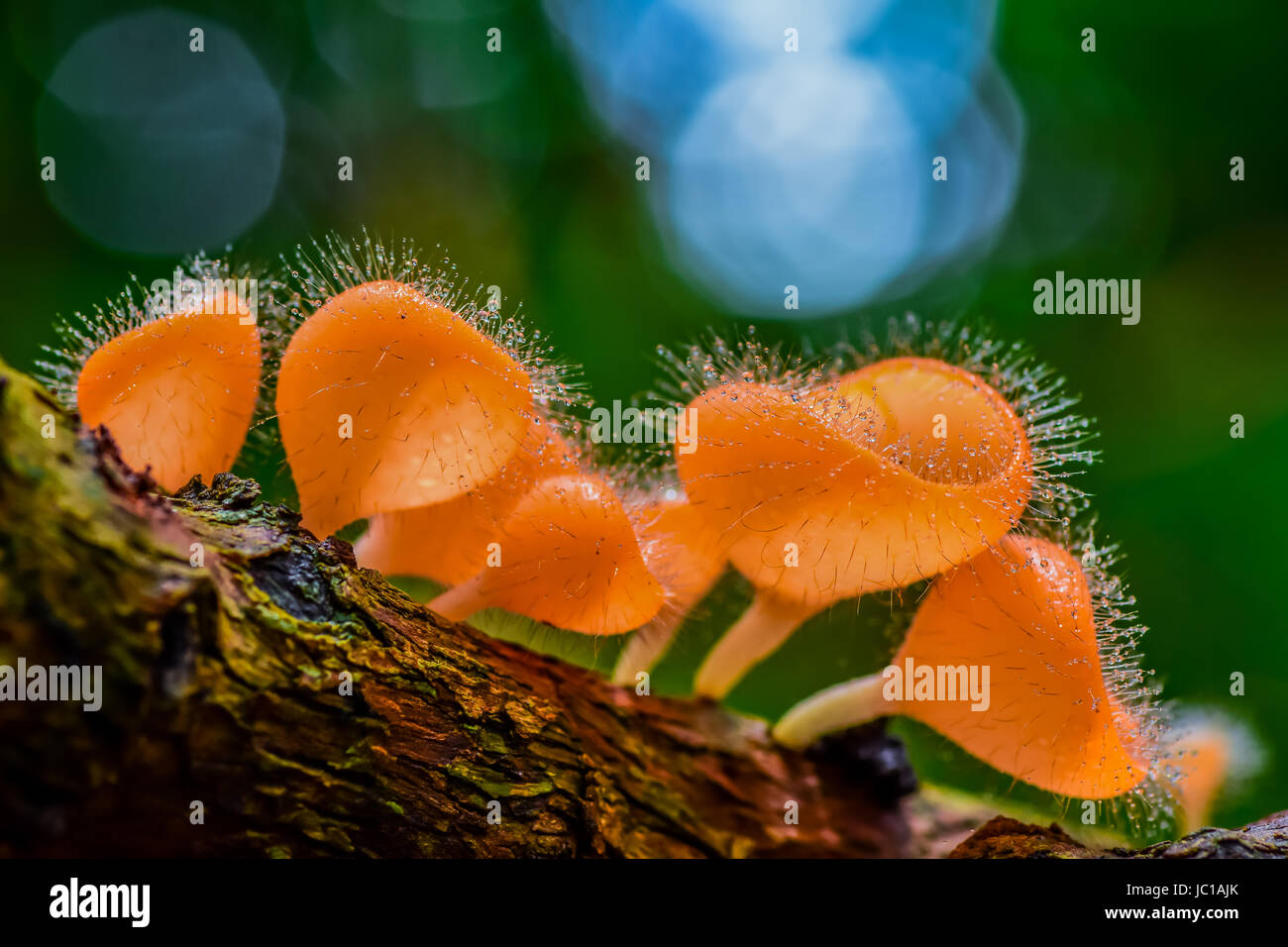 Hairy mushroom with water drops in national park of Thailand Stock Photo