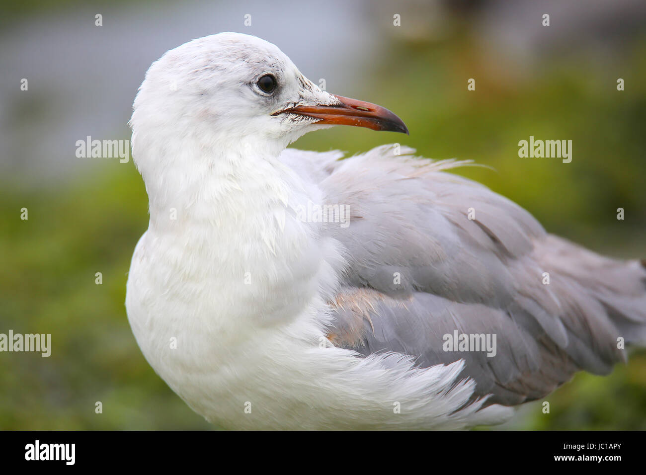 Greyheaded Gull (Chroicocephalus cirrocephalus) on a beach in Paracas