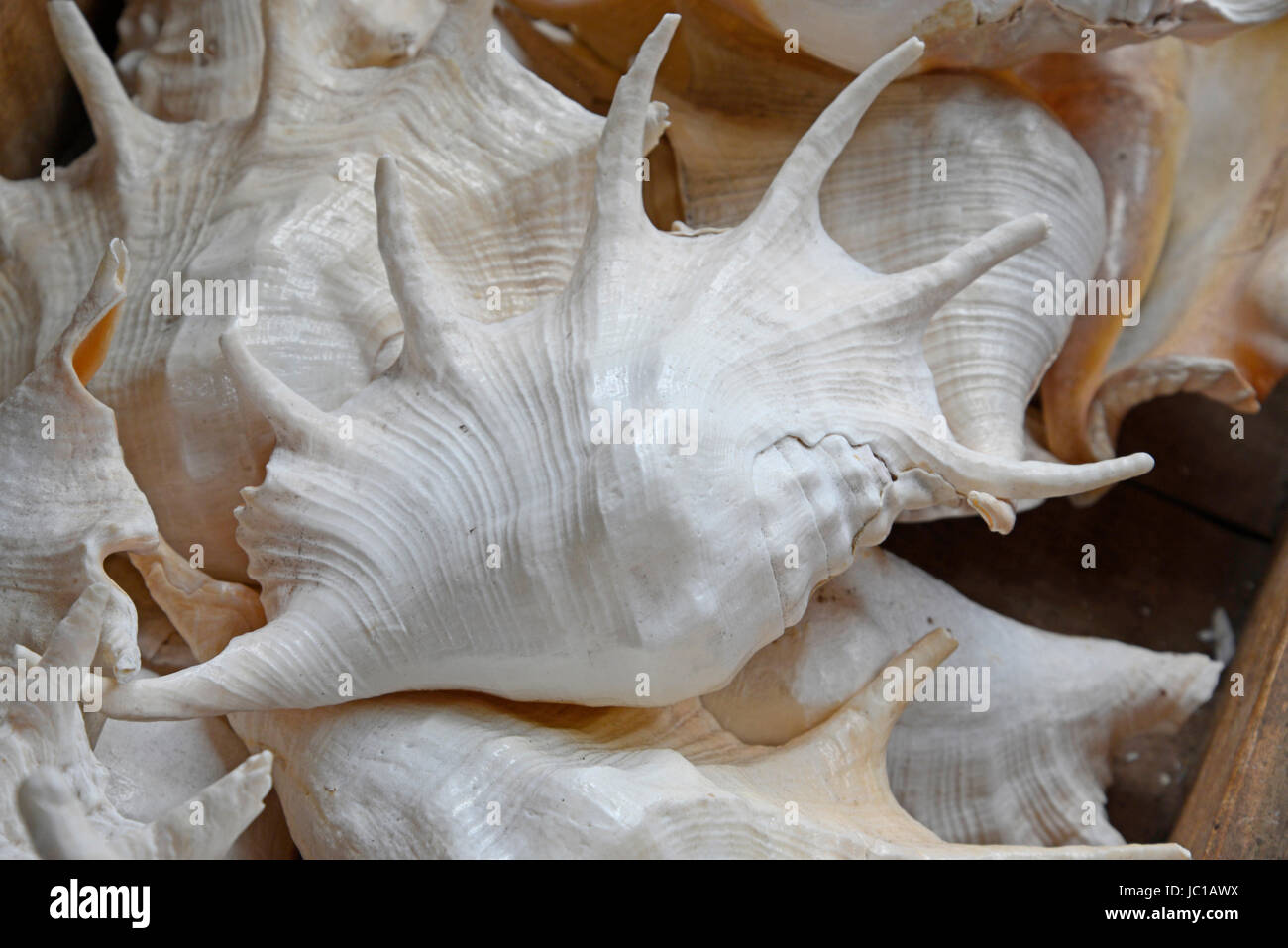Meeresschnecken Meeresschnecke Schnecke Schnecke Schneckenhaus Schneckenhauser Tier Tiere Meer Souvenir Souvenirs Stock Photo Alamy