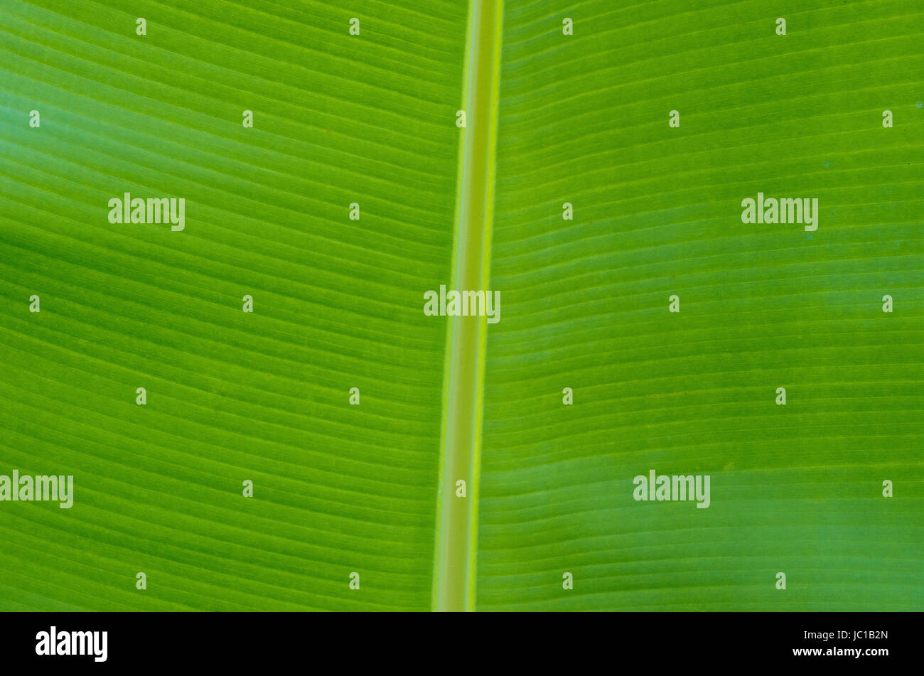 green leaf texture of a plant close up Stock Photo - Alamy