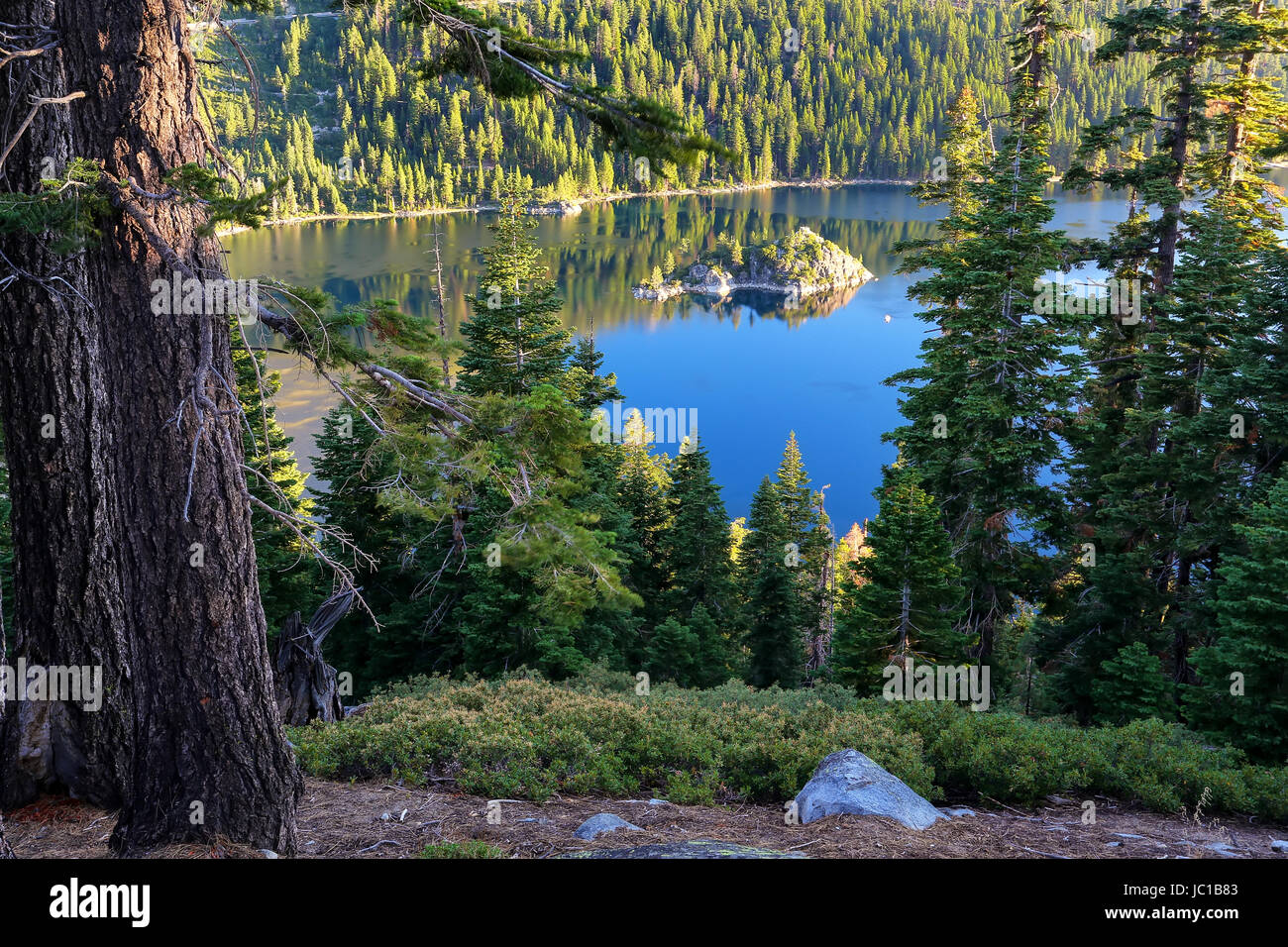 Pine forest surrounding Emerald Bay at Lake Tahoe, California, USA