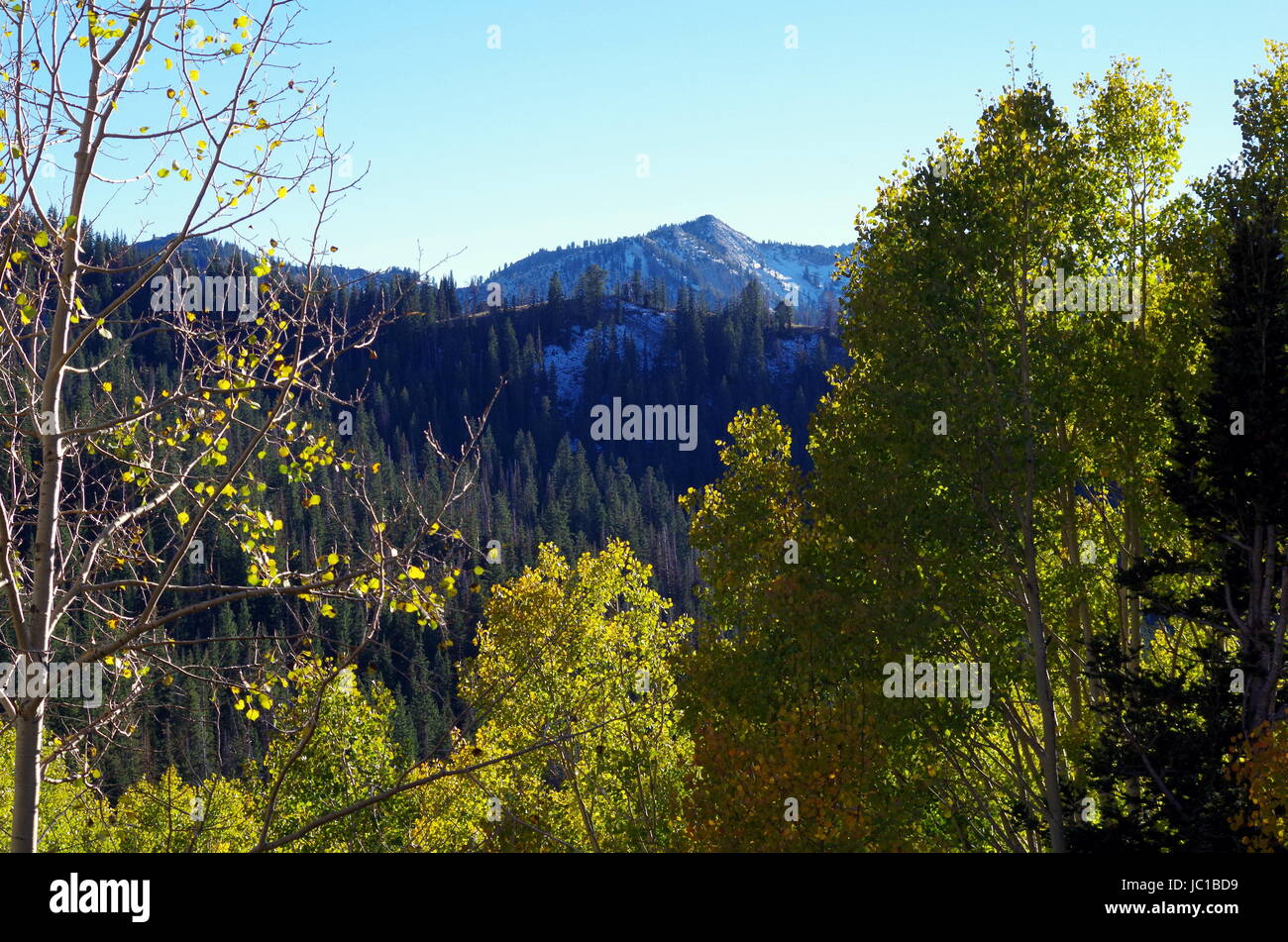 Aspen Fir High Resolution Stock Photography and Images - Alamy