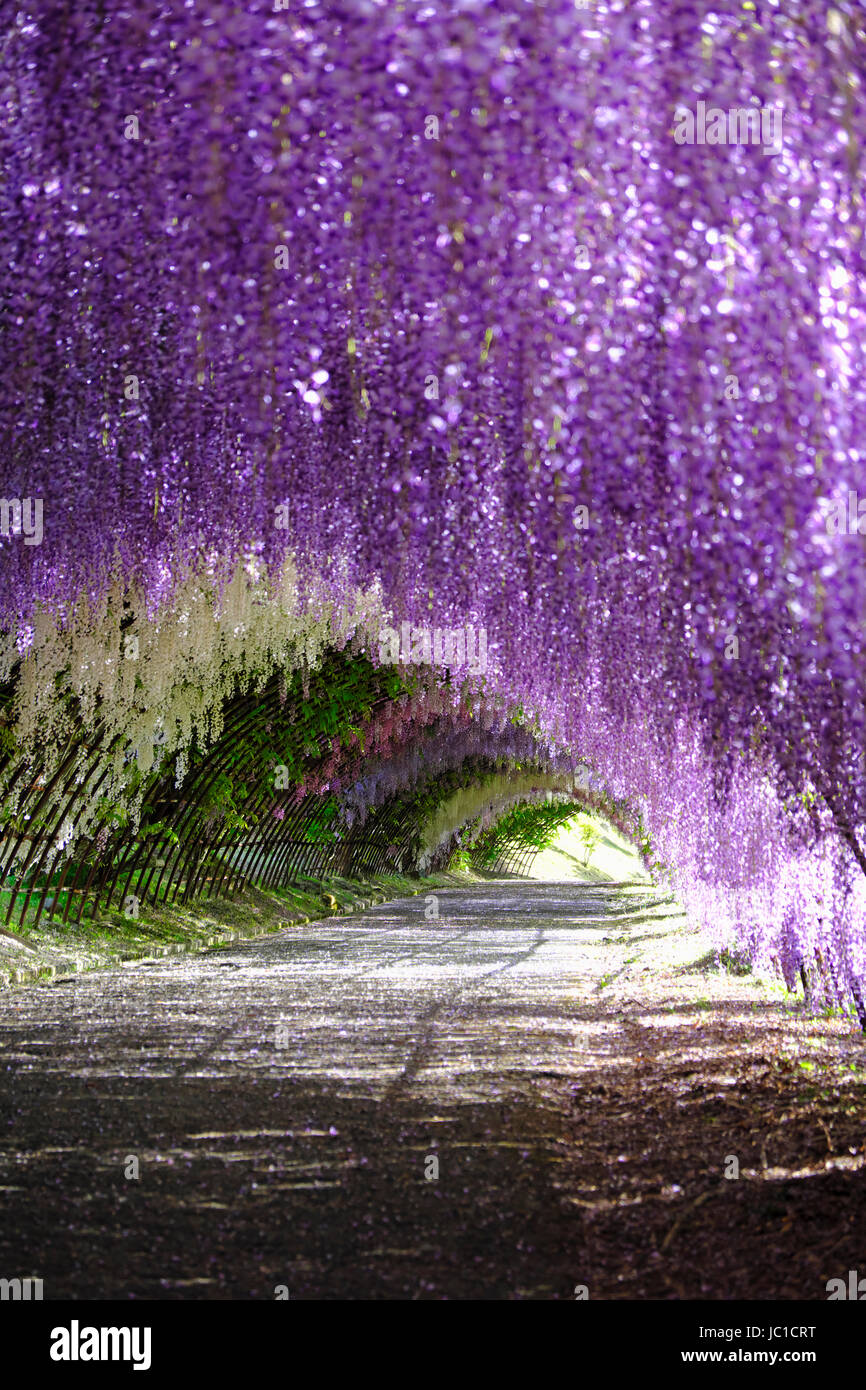 wisteria tunnel in full bloom at kawachi fujien wisteria garden in