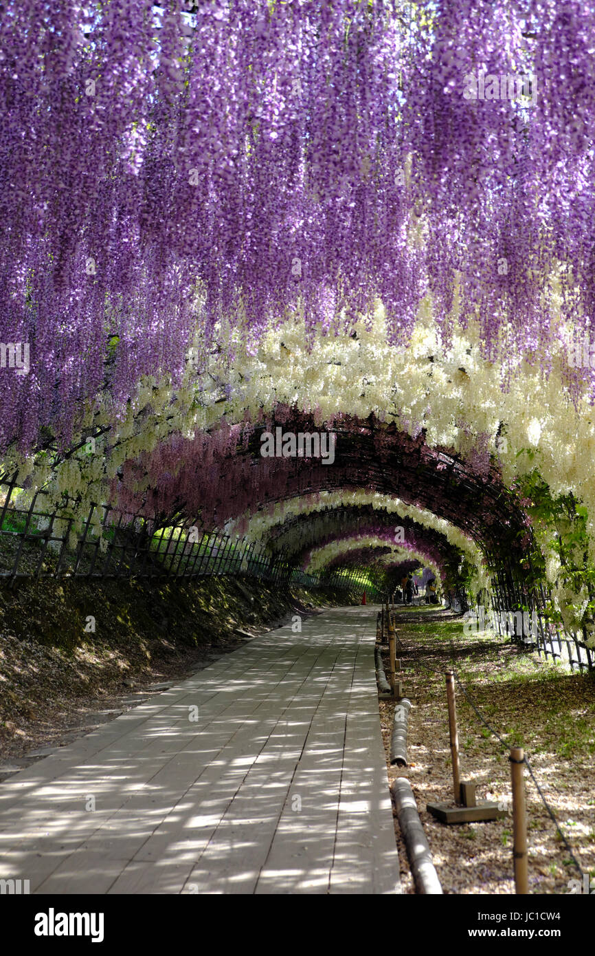 Wisteria tunnel in full bloom at Kawachi Fujien Wisteria Garden in