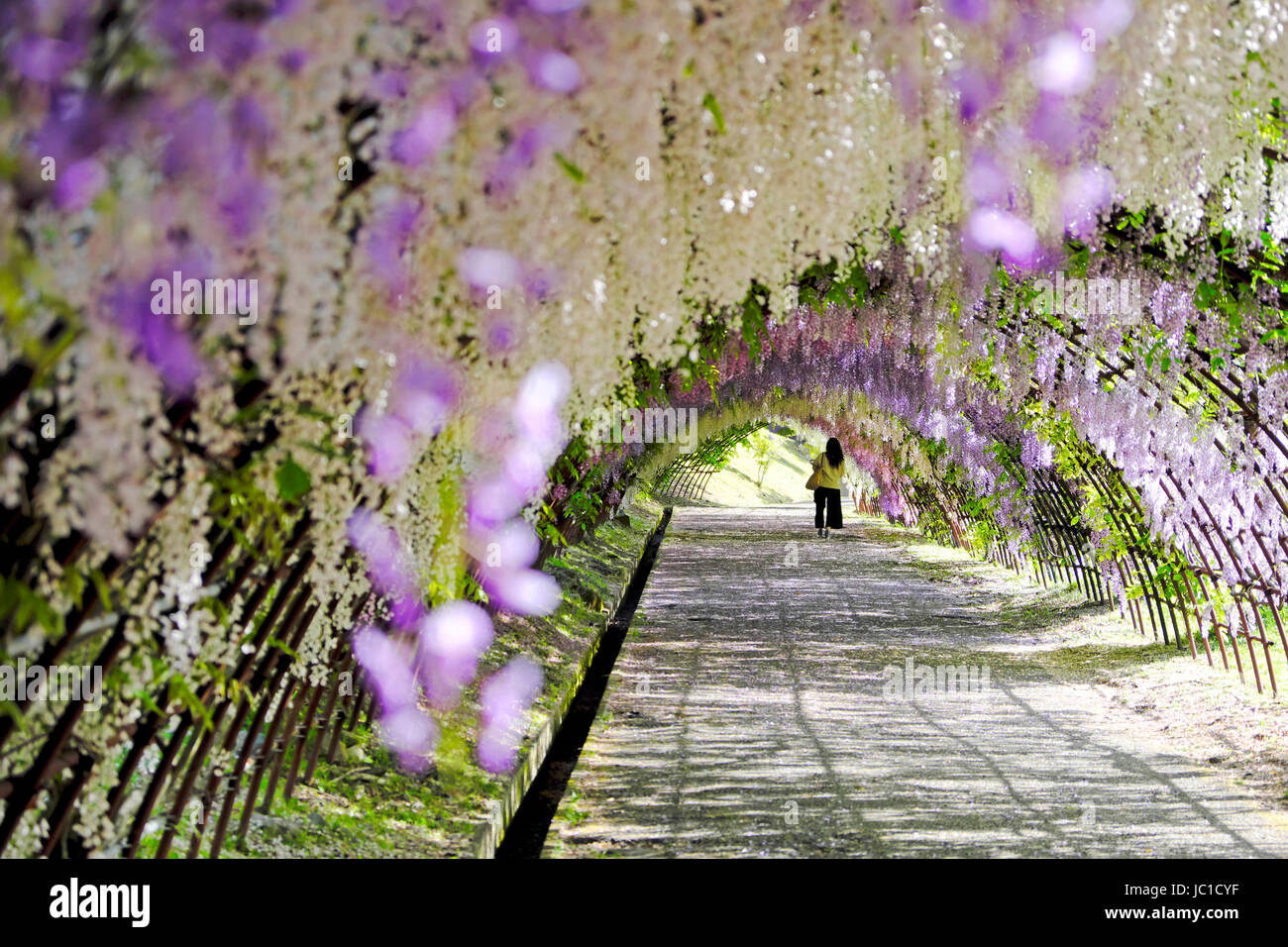 Wisteria tunnel in full bloom at Kawachi Fujien Wisteria Garden in Kitakyushu, Fukuoka, Japan Stock Photo