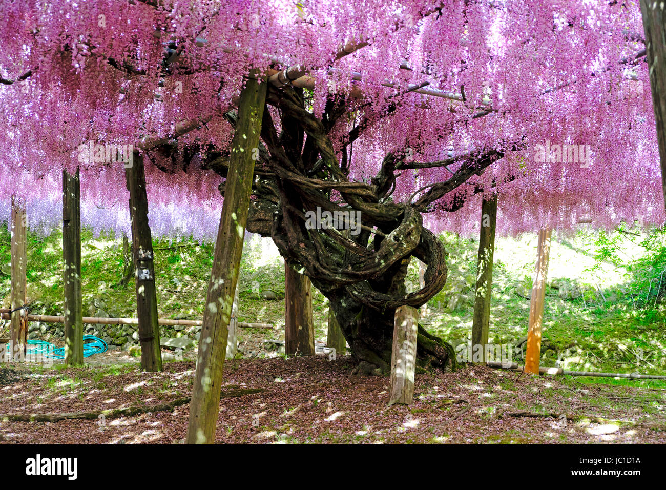 Wisteria flower in full bloom at Kawachi Fujien Wisteria Garden in
