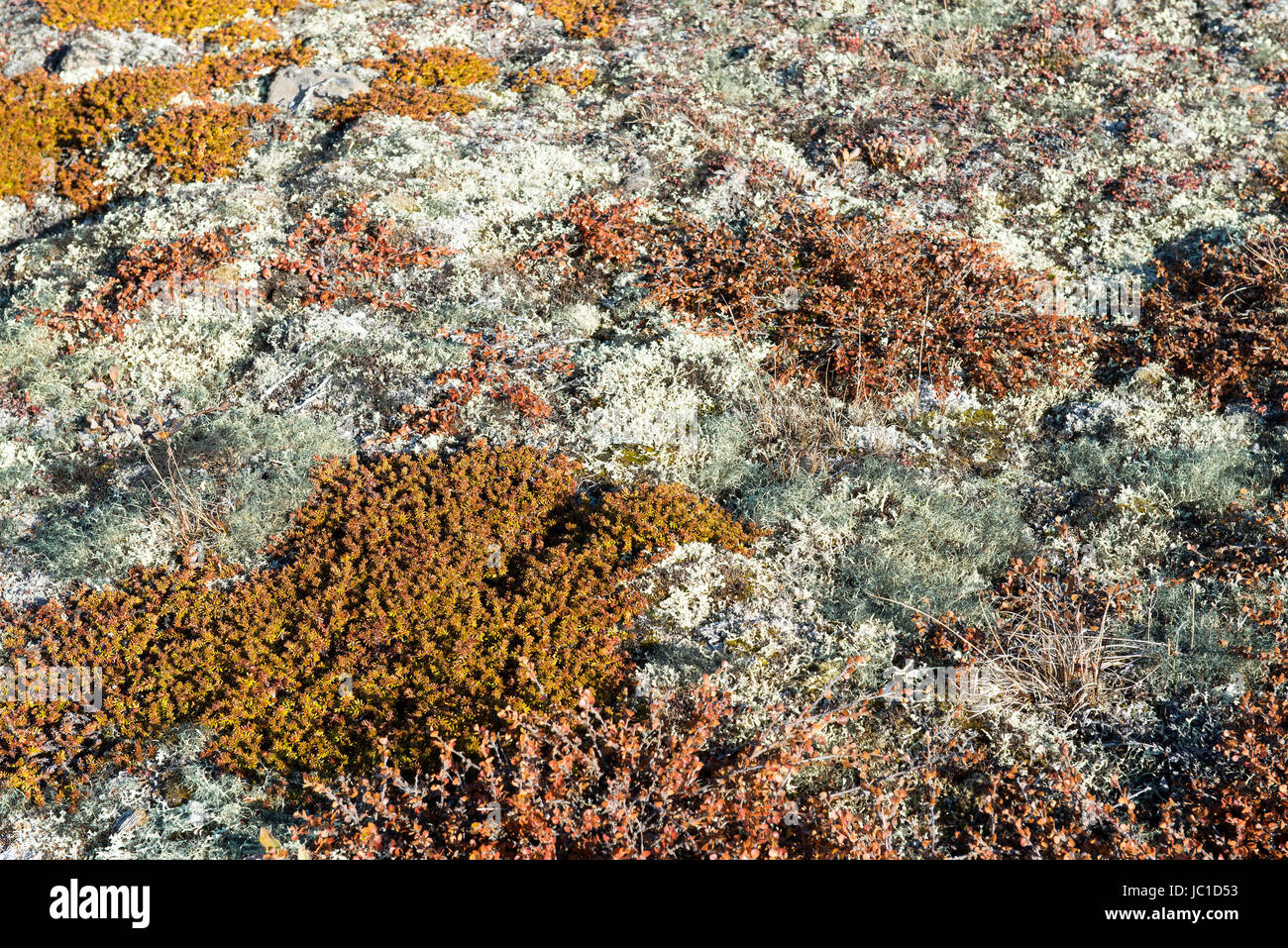 Arctic vegetation on Greenland in summer with lichen, moss, dwarf birch
