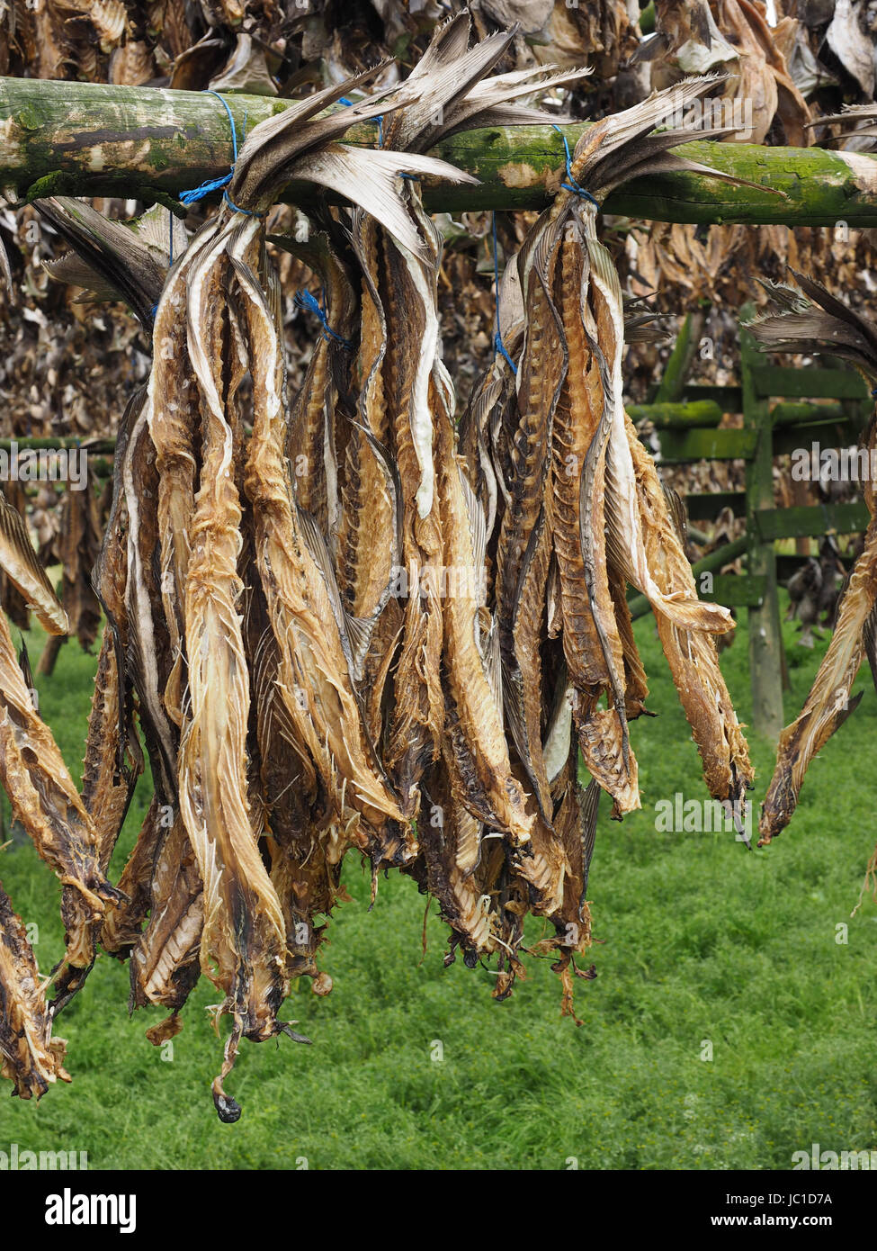 Icelandic Dry Fish Dried dehydrated iceland fish hi-res stock photography and images - Alamy