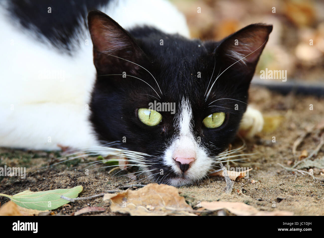 Feral cat in a sad mood - shot at Heritage Park, Abu Dhabi Stock Photo