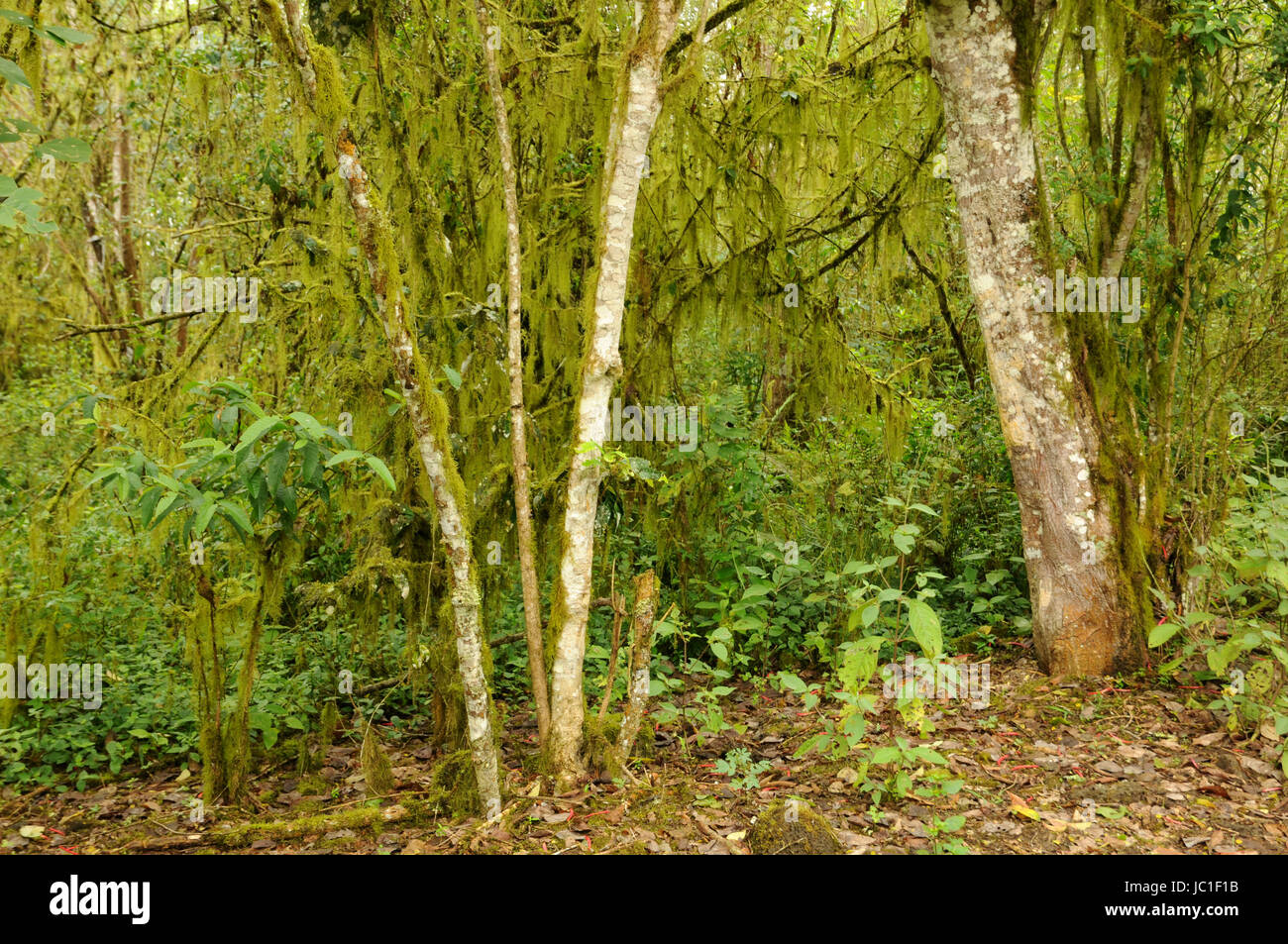 lichens rainforest Stock Photo