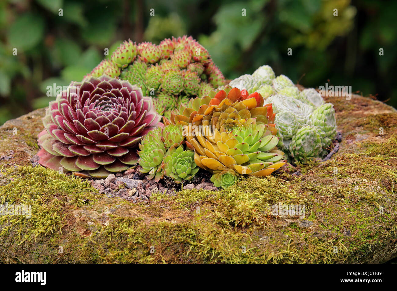 succulent leaves in stone trough Stock Photo