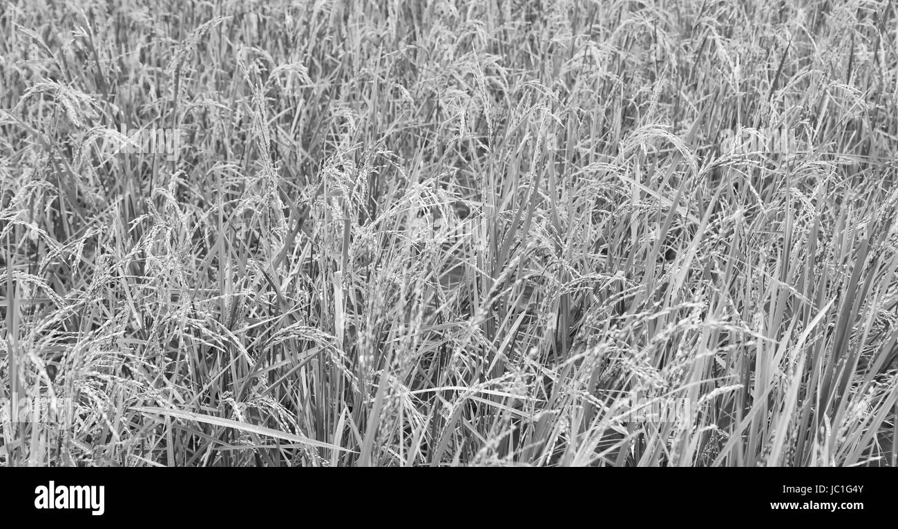 Philippines rice field Black and White Stock Photos & Images - Alamy