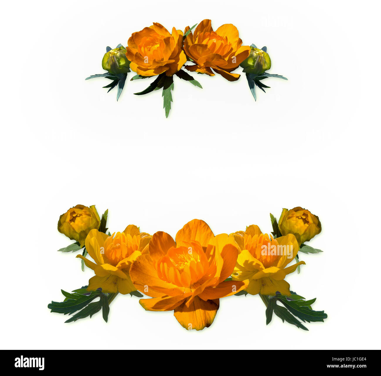 round flower frame made of orange globe flowers Stock Photo