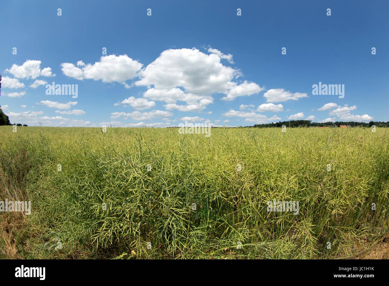 Rape field agriculture Stock Photo - Alamy