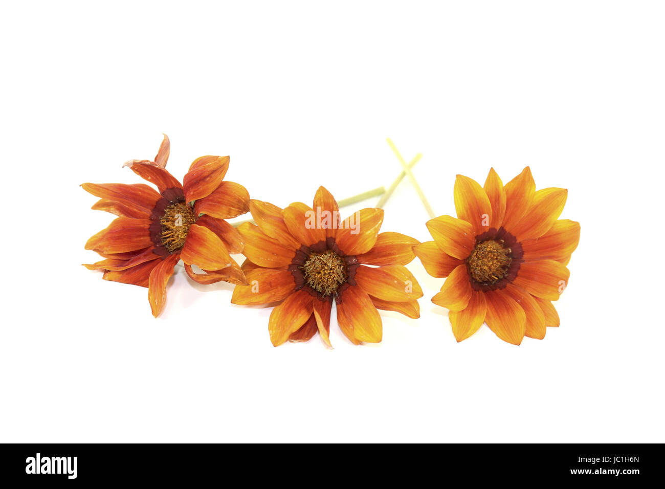 frische orange-braune Gazania vor hellem Hintergrund Stock Photo